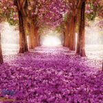 49652P4 purple trees tunnel