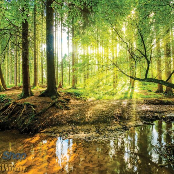 Lichtung im Wald mit Bach und Sonne